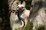 BOULEDOGUE FRANCAIS 1187